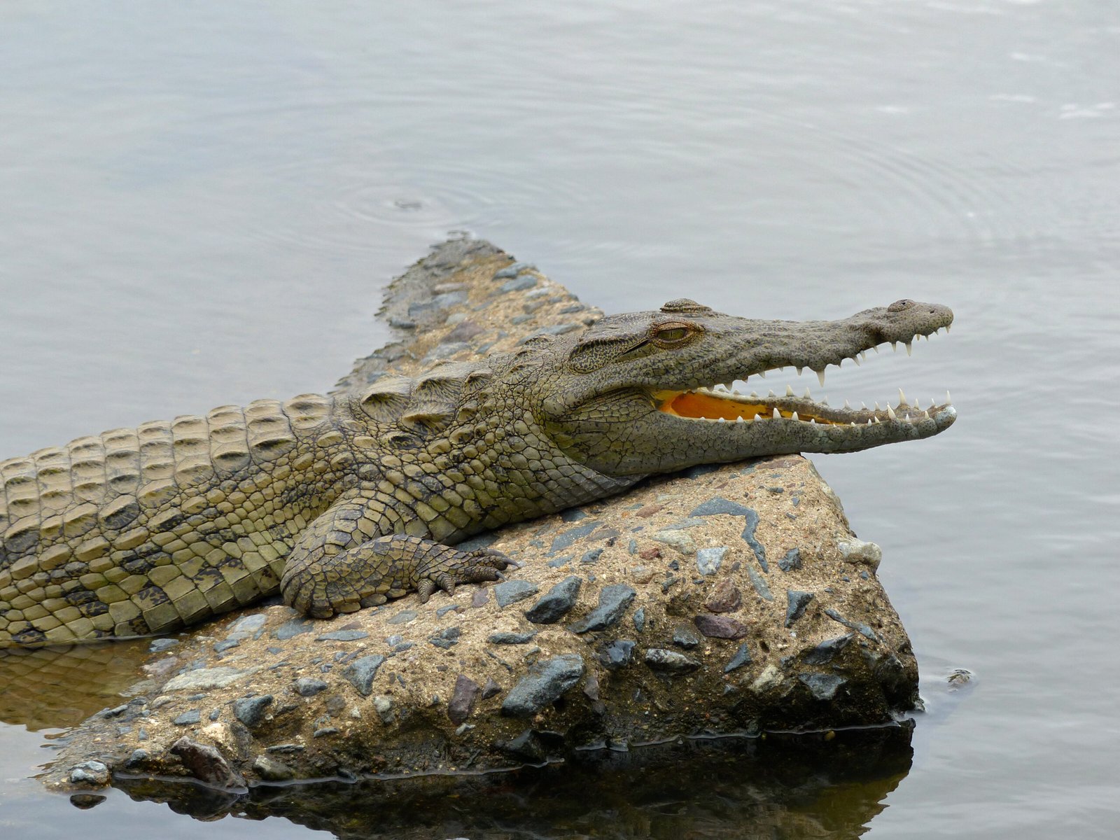 Juvenile crocodile resting on rock.