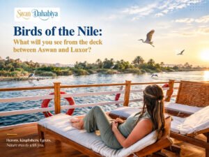 Birds of the Nile: What will you see from the deck between Aswan and Luxor?