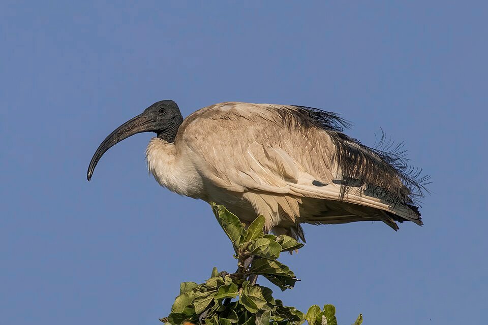Sacred Ibis